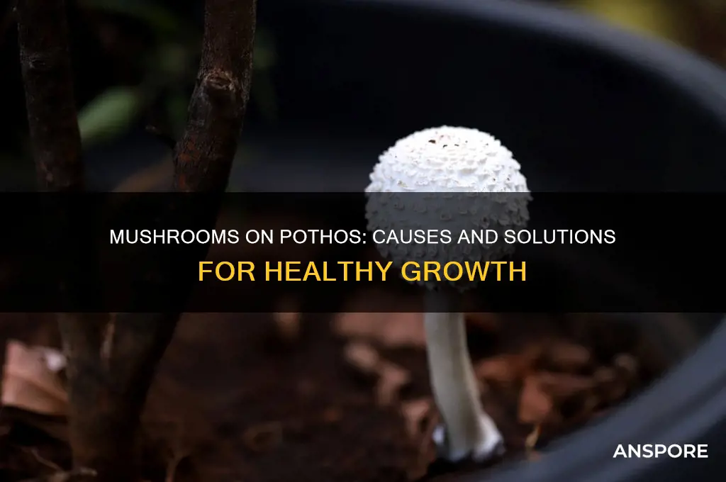 why is my pothos growing mushrooms