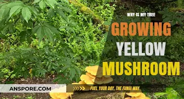 Yellow Mushrooms on Your Tree: Causes and Solutions Explained