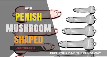 The Mushroom-Shaped Penis: Why the Design?