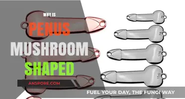 The Mushroom-Shaped Penis: Nature's Design Explained