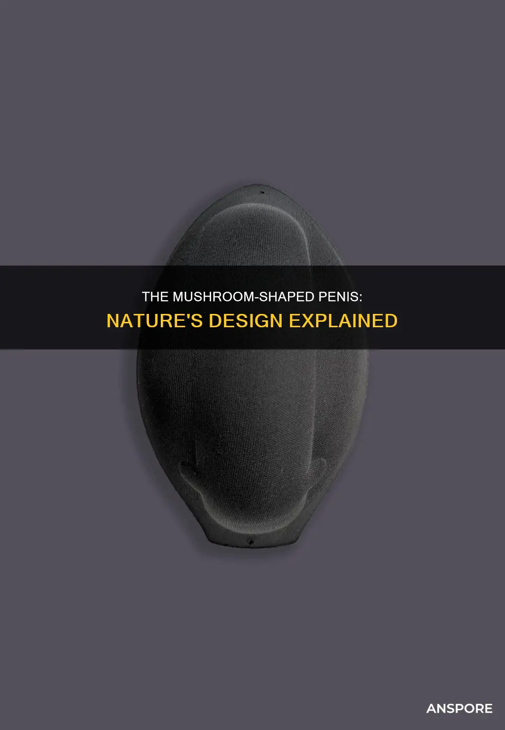 why is penus mushroom shaped