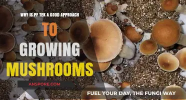 PF Tek: The Ideal Method for Growing Mushrooms at Home