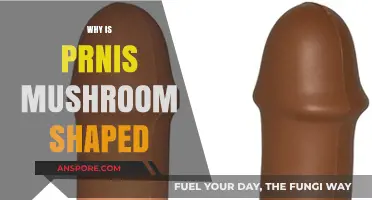 The Mushroom-Shaped Penis: Why Evolution?