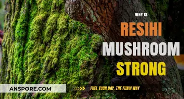 Resihi Mushrooms: Nature's Powerful Superfood