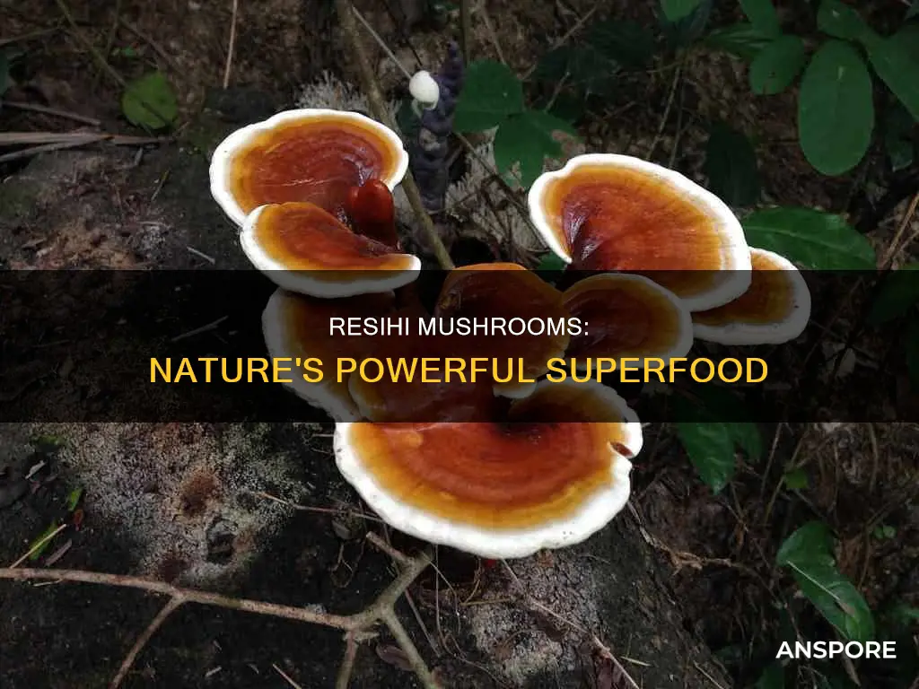 why is resihi mushroom strong