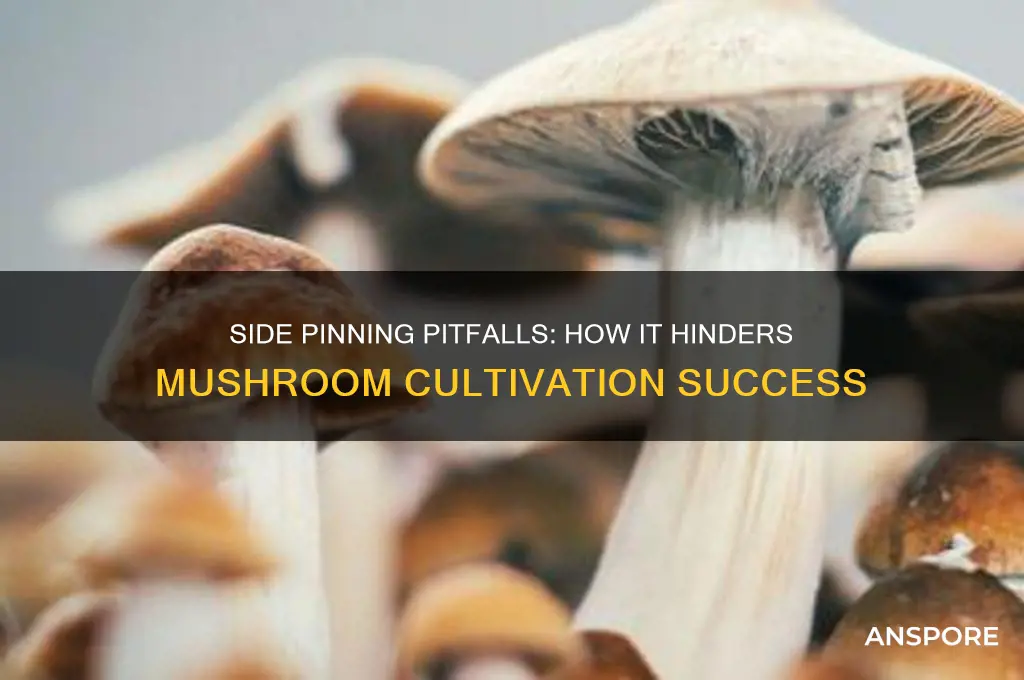 why is side pinning bad in mushroom cultivation