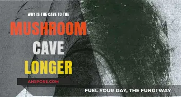 Exploring the Extended Path to Mushroom Cave: Unraveling the Mystery