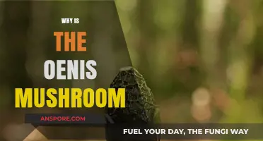 The Mushroom-Shaped Penis: Why the Odd Form?