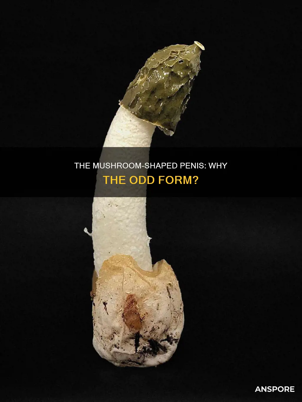 why is the oenis mushroom