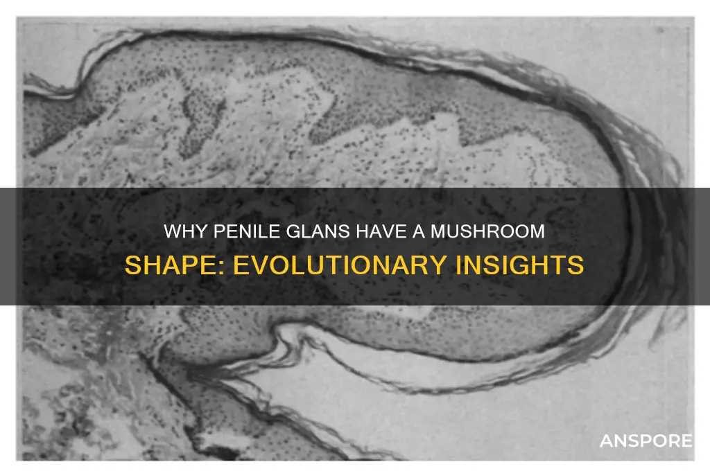 why is the tip of the penes mushroom shaped