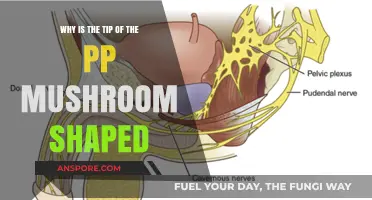 The Mushroom-Shaped Tip of the Penis: Anatomy and Purpose Explained