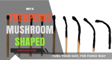 The Mushroom-Shaped Penis: Why the Unique Form?