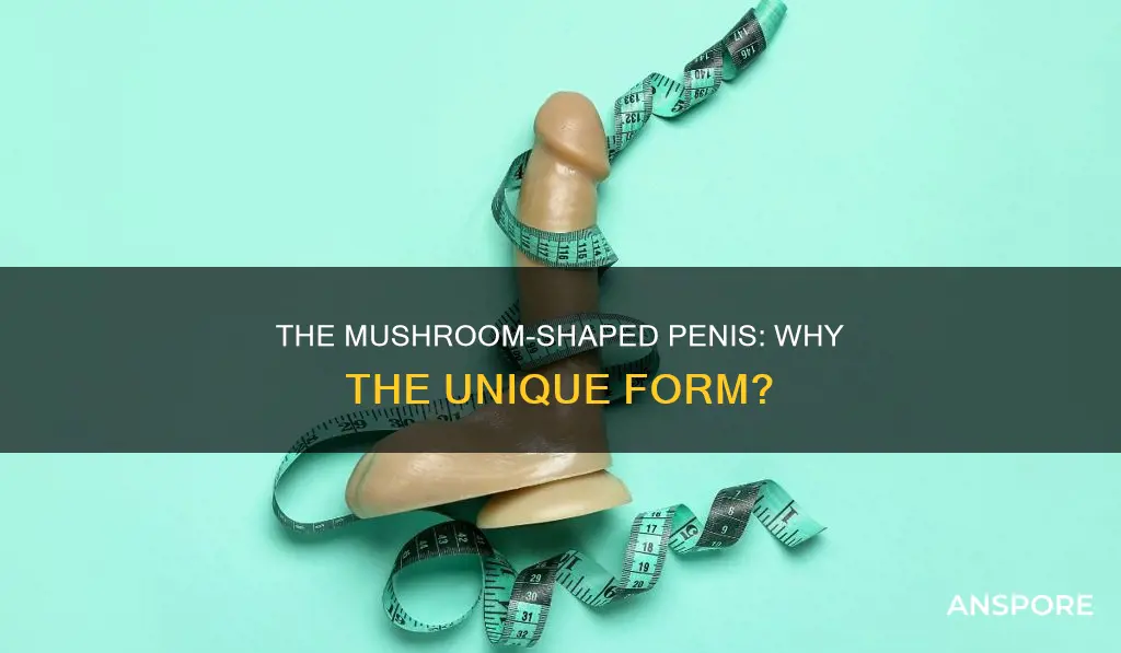 why is thenpenis mushroom shaped