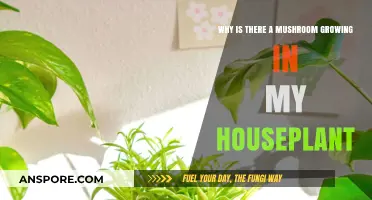 Mushroom Mystery: Why Fungi Appear in Indoor Houseplants