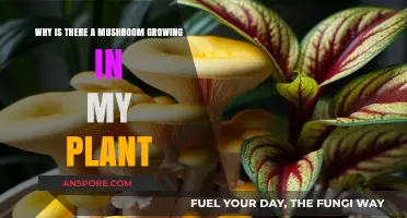 Mushroom Mystery: Why Fungi Appear in Your Houseplants
