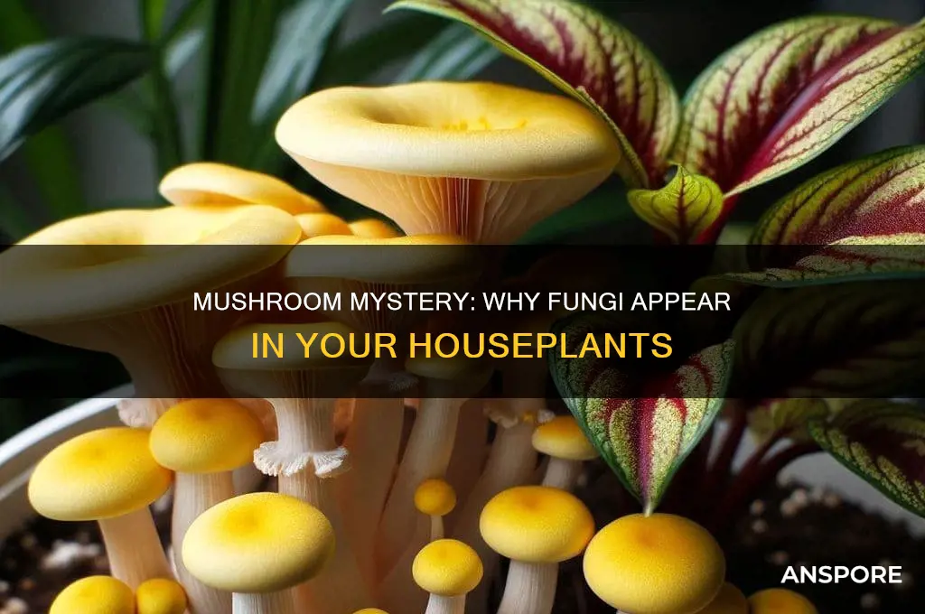 why is there a mushroom growing in my plant