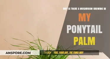 Mushroom in Ponytail Palm: Causes and Solutions for Healthy Growth