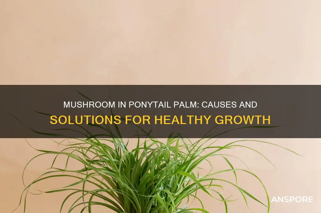 why is there a mushroom growing in my ponytail palm