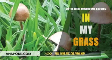 Mushrooms in Your Lawn: Causes, Concerns, and Simple Solutions