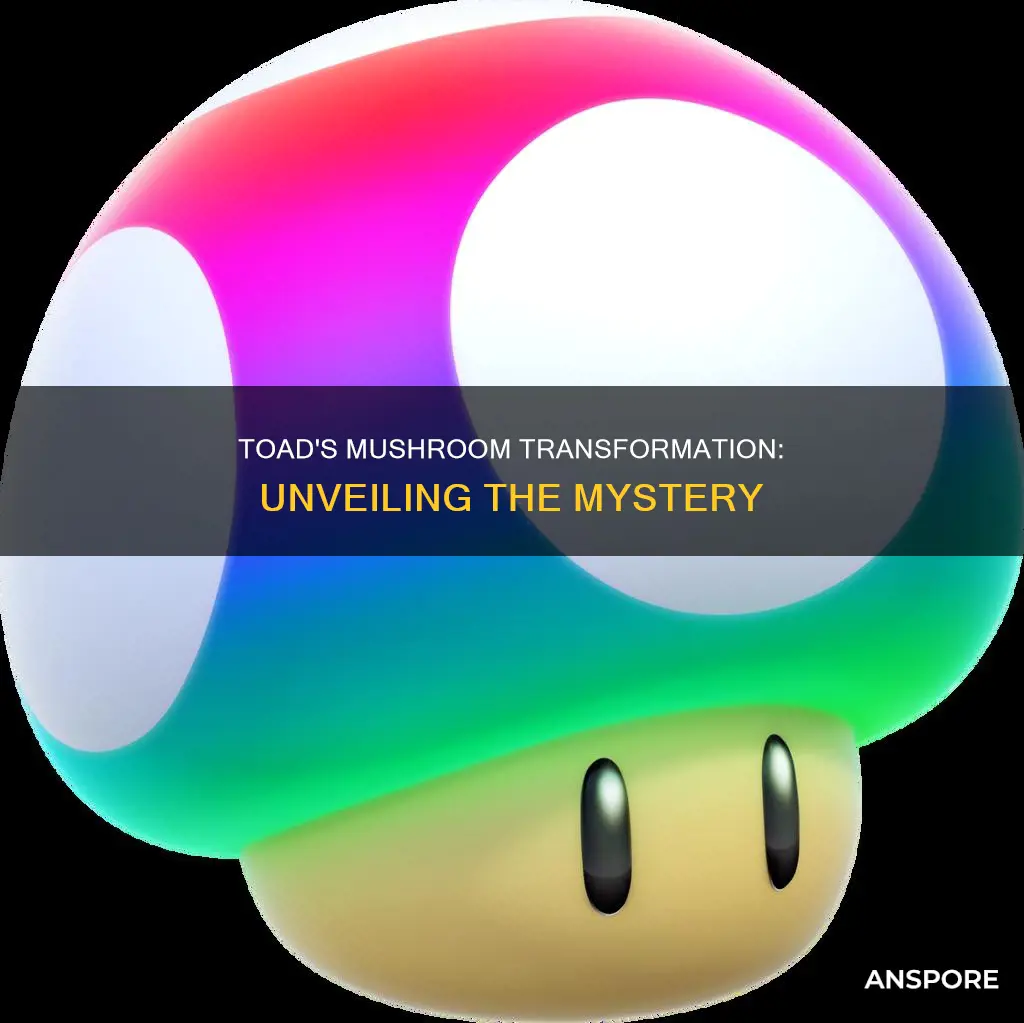 why is toad a mushroom