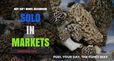 Why Morel Mushrooms Remain Elusive in Commercial Markets