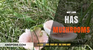 Mushrooms in Your Lawn: What's the Reason?