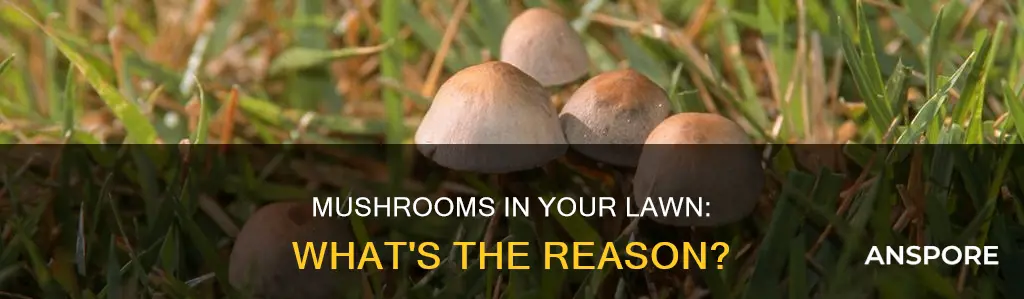 why lawn has mushrooms