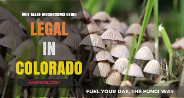 Colorado's Psychedelic Shift: Why Legalizing Mushrooms Makes Sense