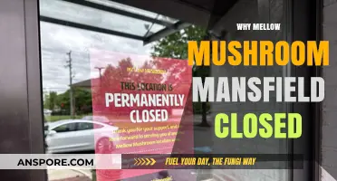 Mellow Mushroom Mansfield: What Led to Its Closure?
