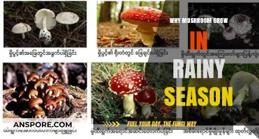Rainy Season's Fungal Boom: Why Mushrooms Thrive in Wet Weather