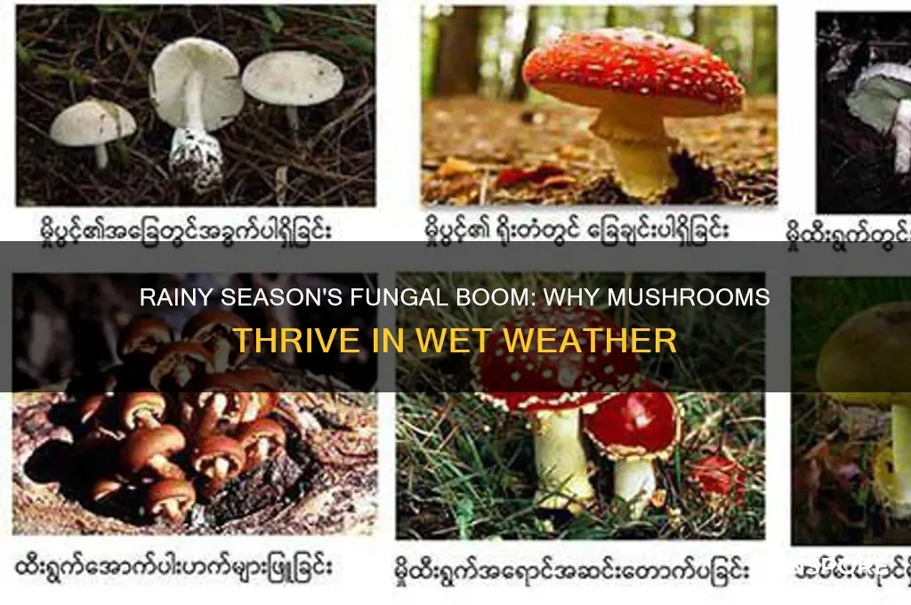 why mushroom grow in rainy season
