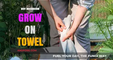 Why Mushrooms Thrive on Towels: Uncovering the Surprising Reasons