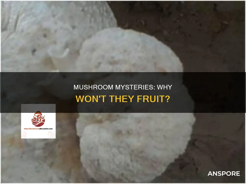 why mushroom wont fruit