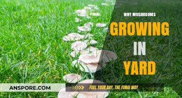 Why Mushrooms Suddenly Appear in Your Yard: Causes and Solutions