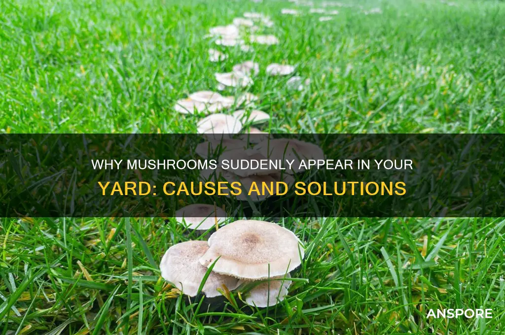 why mushrooms growing in yard