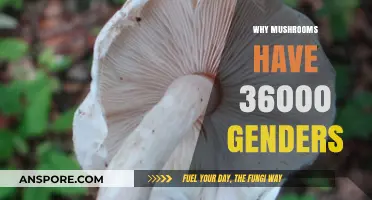 Mushroom's Complex World: Exploring 36,000 Genders