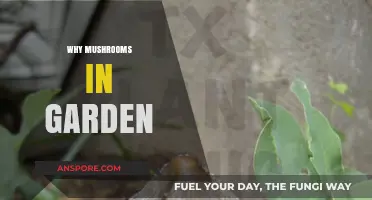 Mushrooms: Nature's Garden Caretakers