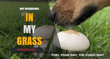 Mushrooms in Your Lawn: What's the Deal?