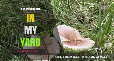 Mushroom Mystery: Why They Grow in Your Yard