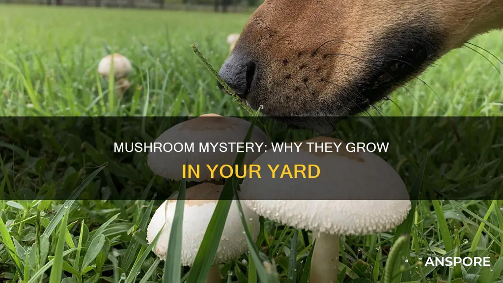 why mushrooms in my yard