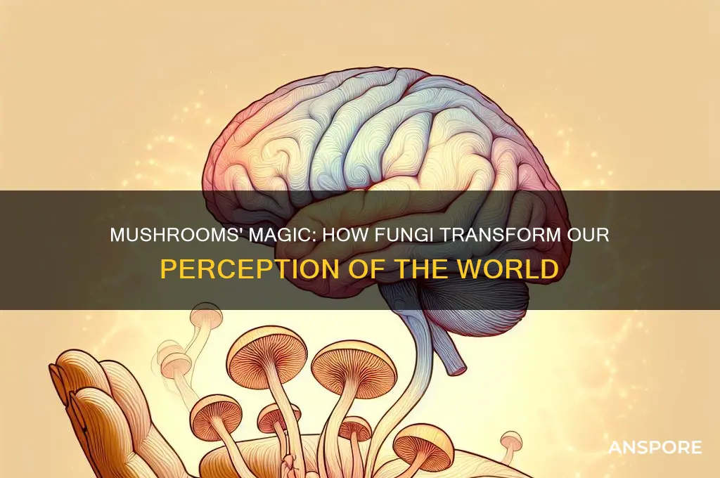why mushrooms make world look differenet