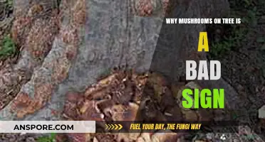 Mushrooms on Trees Signal Decay: Understanding the Hidden Dangers