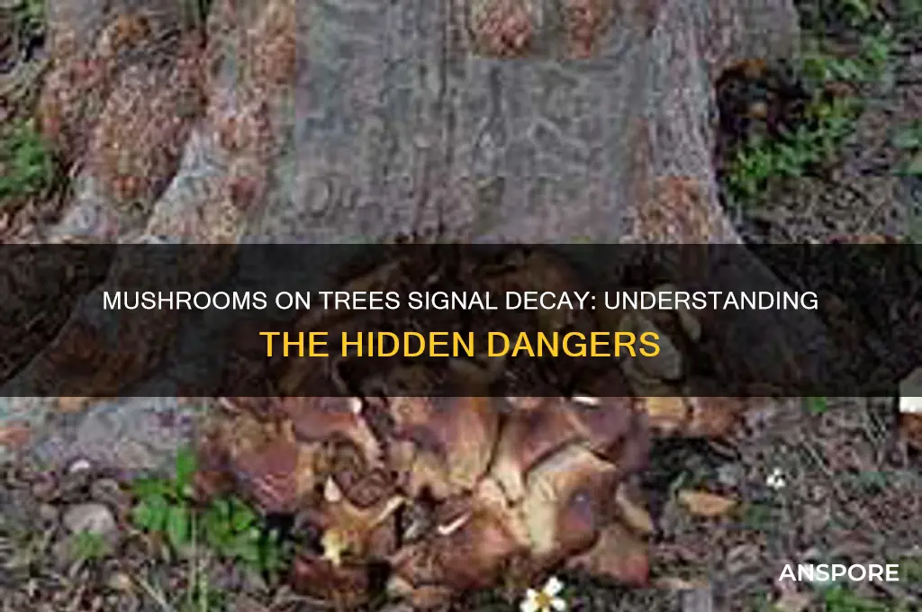 why mushrooms on tree is a bad sign