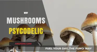 Magic Mushrooms: Unlocking the Psychedelic Power