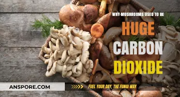 Mushrooms' Ancient Role: Massive Carbon Dioxide Absorbers Explained