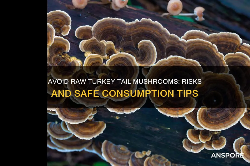 why not eat wild mushrooms raw turkey tail