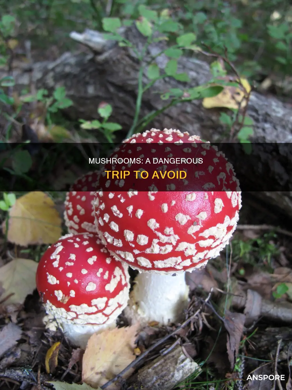 why not to do mushrooms