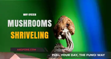 Oyster Mushrooms: Why Do They Shrivel?