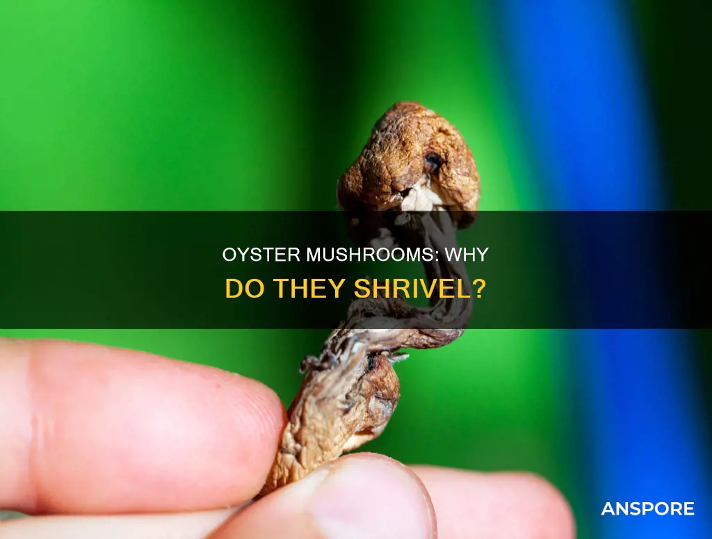 why oyster mushrooms shriveling