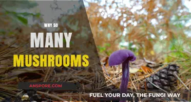 Mushroom Mystery: Why So Many?